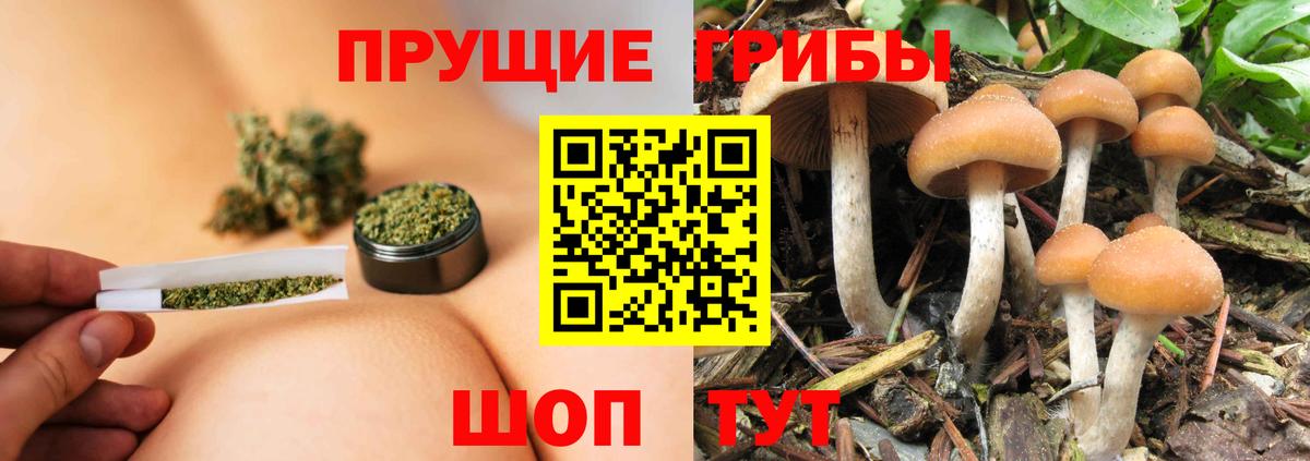 Алексеевка  Псилоцибиновые грибы Psilocybine cubensis  что такое   Вход с VPN  Галлюциногенные грибы Magic Shrooms 